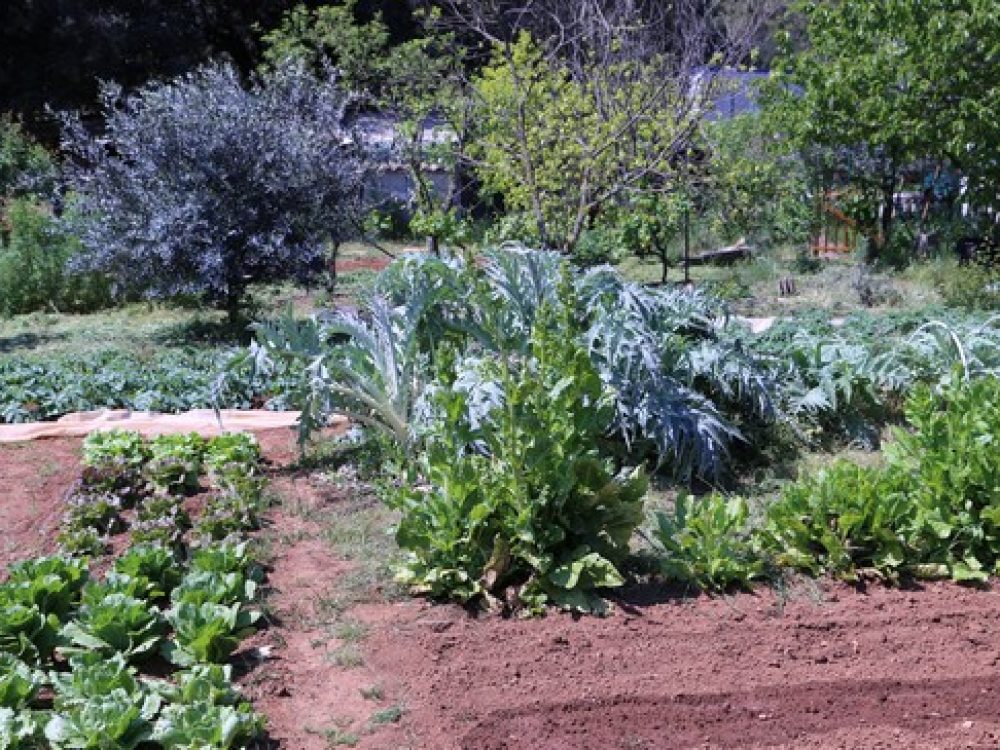 Comment créer un jardin potager au sein de votre immeuble ? - Immobilier  Lille, Nantes, Paris : Agence immobilière, location, vente