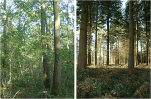 Sylviculture : définition, techniques, types et enjeux en forêt