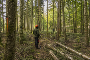 Dépressage en forêt : définition, utilité et bon moment pour intervenir